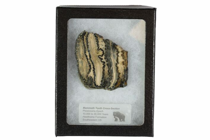 Mammoth Molar Slice With Case - South Carolina #95268